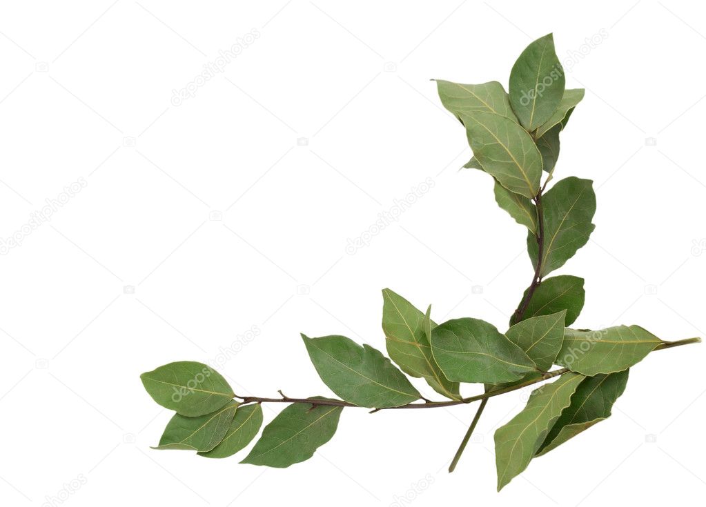 Two branches of bay leaves on a white