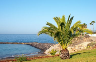 Palm tree on Atlantic Ocean coast clipart