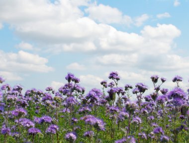 Phacelia field clipart