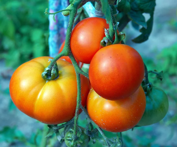 Red and green tomatoes — Stock Photo, Image