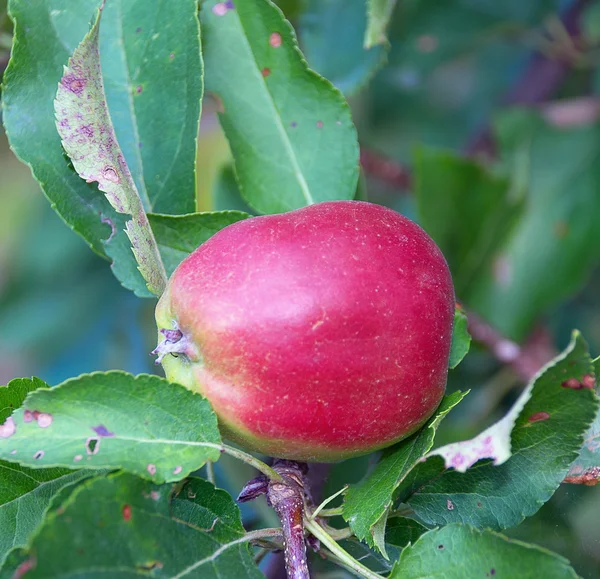 stock image Red apple