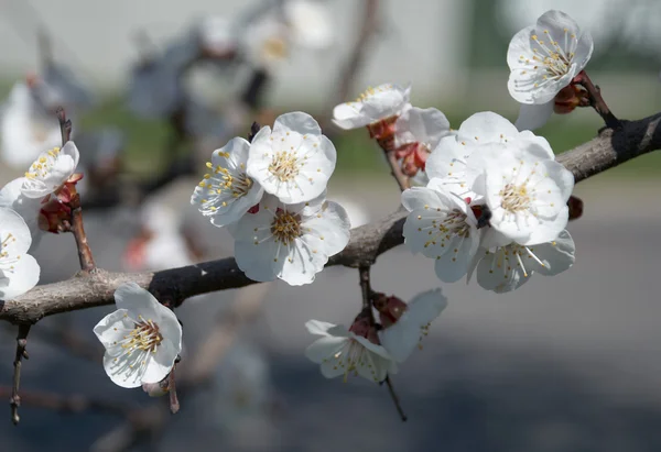 Çiçek açan elma ağacının dalı — Stok fotoğraf