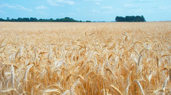 Stock image Golden wheat field