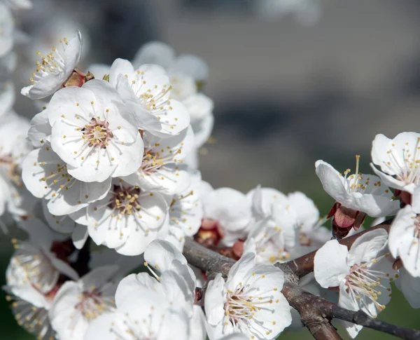 Bahar elma çiçeği portre — Stok fotoğraf