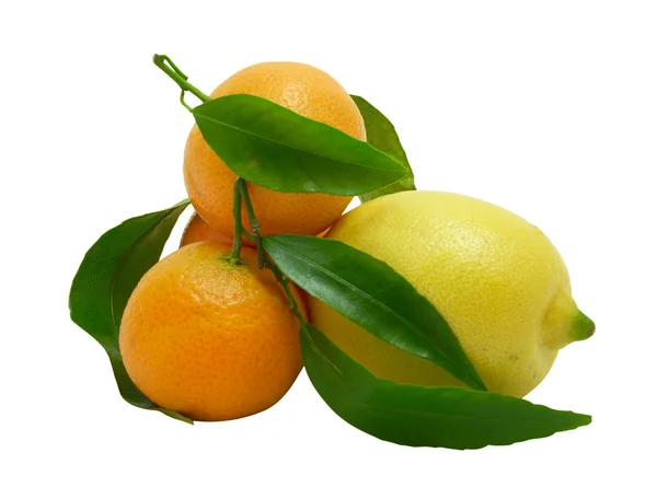 Bir beyaz üzerine limon ve taze mandalina — Stok fotoğraf