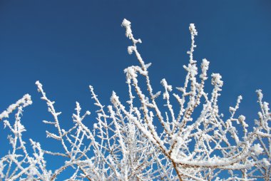 Snow covered branches clipart