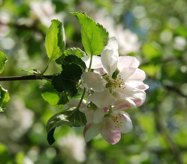Elma çiçeği — Stok fotoğraf