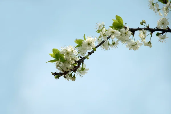 Çiçek açan erik ağacı dalı — Stok fotoğraf