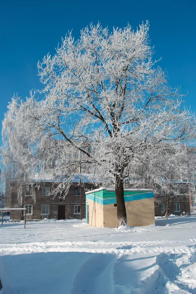 雪盖的橡木 — 图库照片