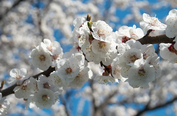 Flores de maçã de primavera — Fotografia de Stock