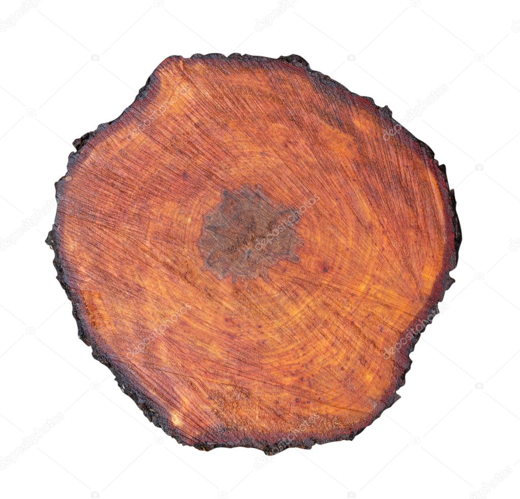 Cut of an aspen trunk