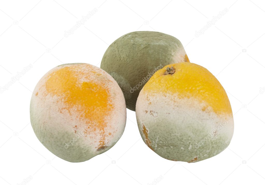 Three mouldy oranges on a white