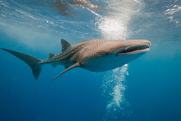 Китовая акула Стоковое Фото