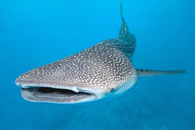 Whale shark clipart