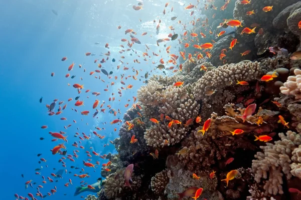 Coral reef scène — Stockfoto