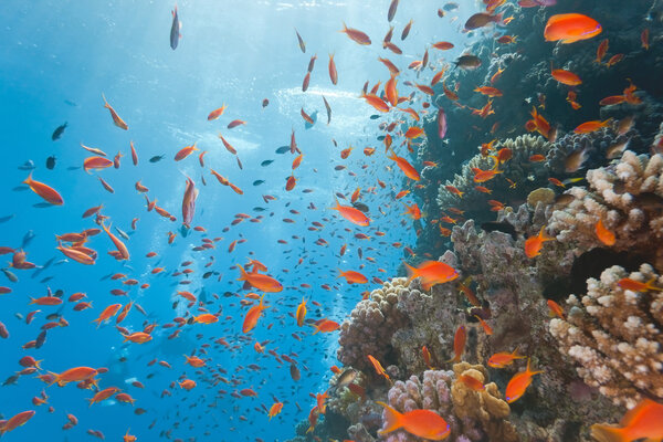 Coral reef scene with anthias fish ftom red sea