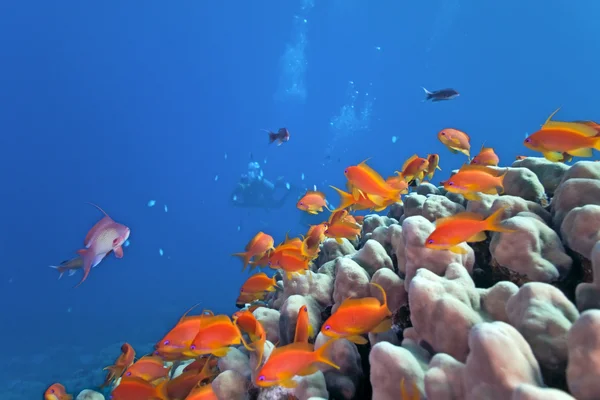 Cena de recifes de coral — Fotografia de Stock