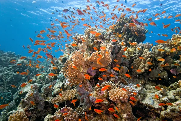 Сцена с коралловым рифом — стоковое фото