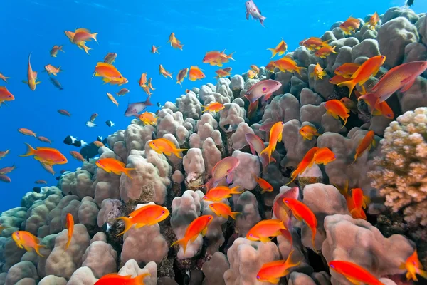 Coral reef scène — Stockfoto