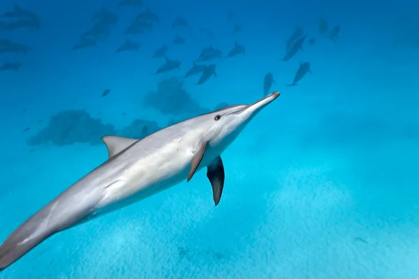 Delfini nel mare — Foto Stock