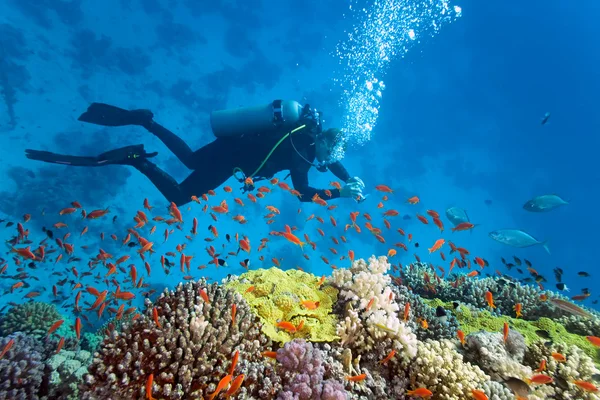 Buceador en el arrecife — Foto de Stock