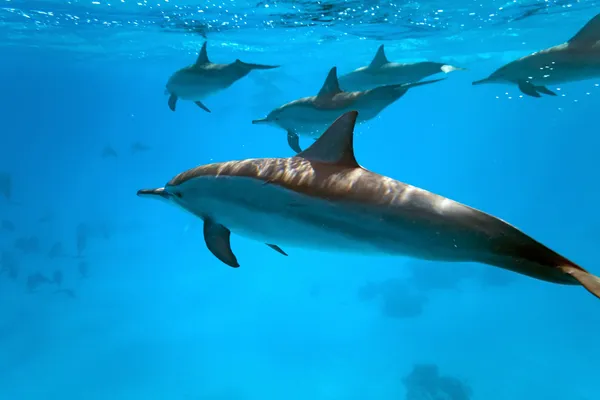 Delfine im Meer lizenzfreie Stockfotos