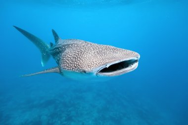 Whale shark clipart