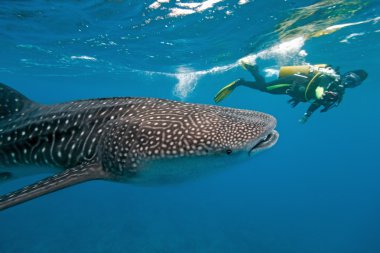 Balina köpekbalığı ve sualtı fotoğrafçısı.