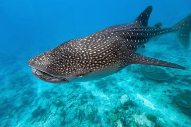 Whale shark clipart