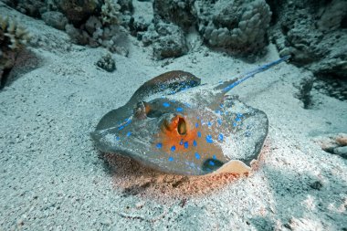 Bluespotted stingray