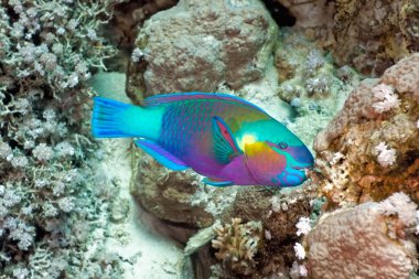 Parrotfish clipart