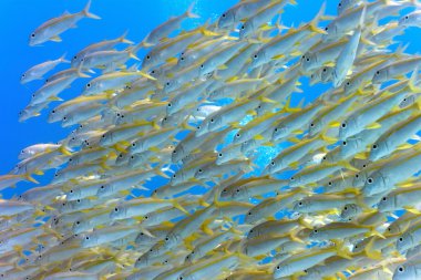 Shoal of yellowfin goatfish clipart