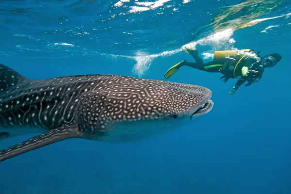 Bálna cápa és víz alatti fényképész — Stock Fotó