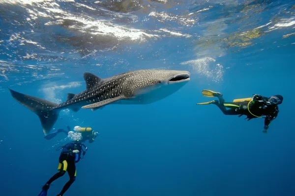 Balina köpekbalığı ve sualtı fotoğrafçısı. — Stok fotoğraf