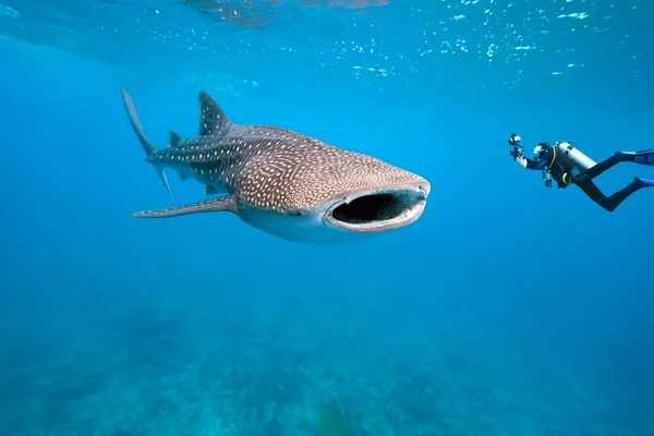 Balina köpekbalığı ve sualtı fotoğrafçısı. — Stok fotoğraf
