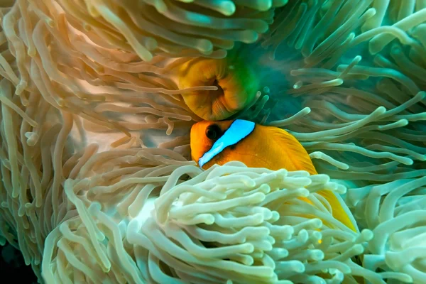 Clownfish — Φωτογραφία Αρχείου