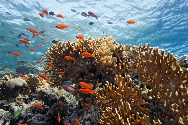 Рыба-скалефин на рифе — стоковое фото