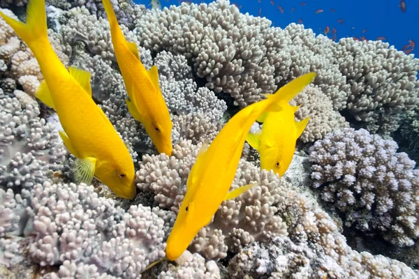 Yellowsaddle goatfish — Stok fotoğraf