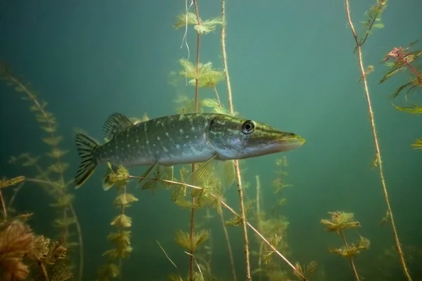 Pike in the lake — Stock Photo, Image