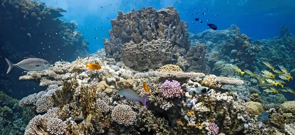 Korall scen på revet — Stockfoto