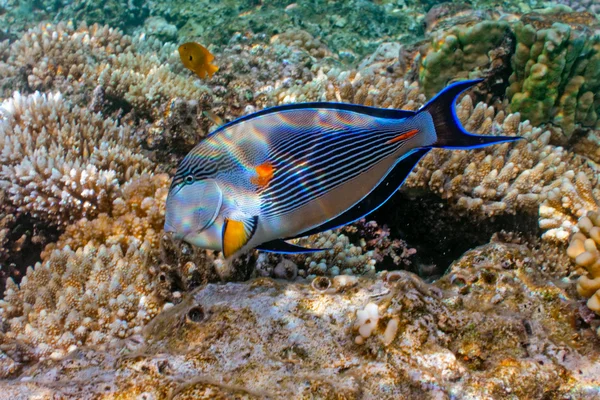 Sohal Surgeonfish — Stock Photo, Image
