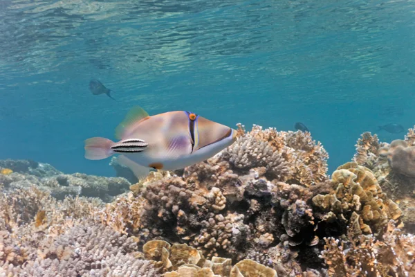 Arab picassofish — Stock Fotó