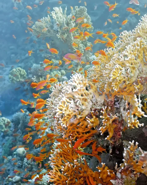 Scène de corail sur le récif — Photo