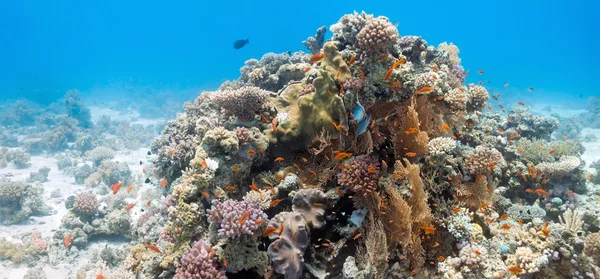 Escena de coral con coral gorgoniano — Foto de Stock