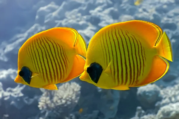 stock image Shoal of butterfly fish