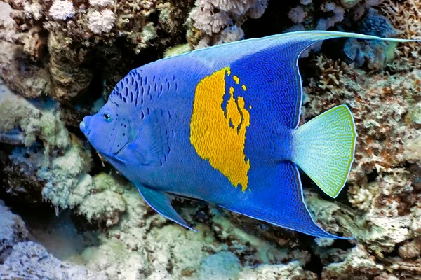 Yellowbar angelfish — стоковое фото