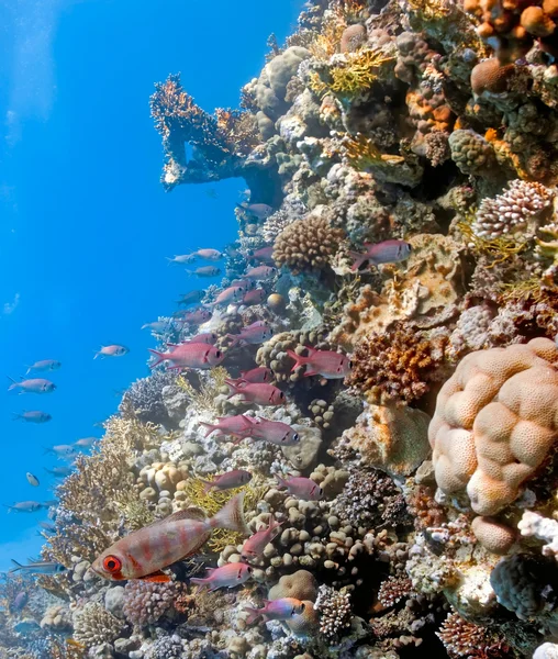 Shoal van soldierfish en crescent-staart grootoogtonijn — Stockfoto