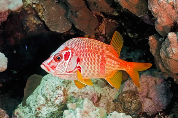 Szabla squirrelfish na rafie koralowej — Zdjęcie stockowe
