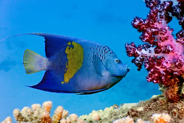 Yellowbar angelfish — стоковое фото