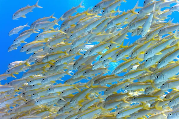 Hejno žlutoploutvého goatfish — Stock fotografie
